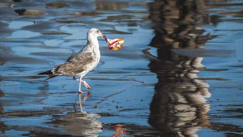 2050年までに海のプラスチックごみが世界中の魚の量を超える?