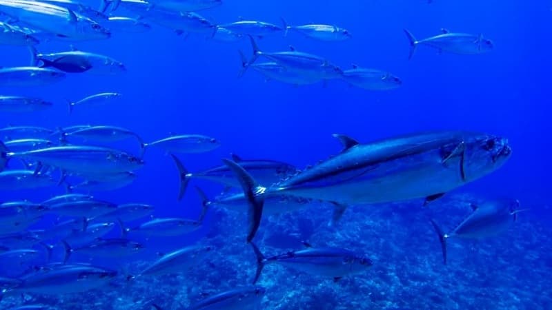 海洋資源とは|世界と日本の現状や問題についてわかりやすく解説します