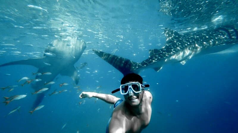 猛毒で死ぬって本当?海の危険生物7種類を一覧でまとめてみた